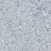 Monoclonal Anti-NECAB2 antibody produced in mouse Prestige Antibodies&#174; Powered by Atlas Antibodies, clone CL0524, purified immunoglobulin, buffered aqueous glycerol solution
