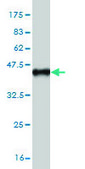 Monoclonal Anti-STAT2 antibody produced in mouse clone 5G7, purified immunoglobulin, buffered aqueous solution