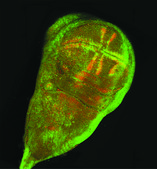 Monoclonal Anti-MAP Kinase, Activated (Diphosphorylated ERK-1&amp;2) antibody produced in mouse clone MAPK-YT, ascites fluid