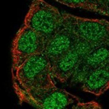 Anti-PTPN13 antibody produced in rabbit Prestige Antibodies&#174; Powered by Atlas Antibodies, affinity isolated antibody, buffered aqueous glycerol solution