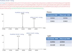 SILu&#8482;Prot APOA1, Apolipoprotein A-1 human recombinant, expressed in HEK 293 cells, SIL MS Protein Standard, 13C- and 15N-labeled
