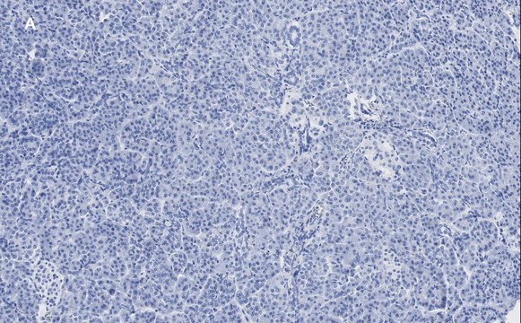 Anti-Pancreatic Polypeptide Antibody, clone 3H5, ZooMAb&#174; Rabbit Monoclonal recombinant, expressed in HEK 293 cells