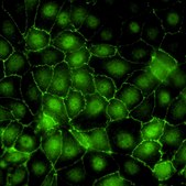 Kidney PTEC Control Cell (SA7K Clone)