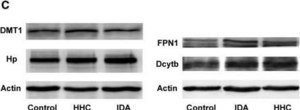 Anti-Actin antibody, Mouse monoclonal clone AC-40, purified from hybridoma cell culture
