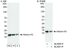 Rabbit anti-Histone H3 Antibody, Affinity Purified Powered by Bethyl Laboratories, Inc.