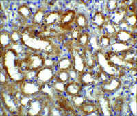 Anti-GFR&#945;3 antibody produced in rabbit IgG fraction of antiserum, buffered aqueous solution