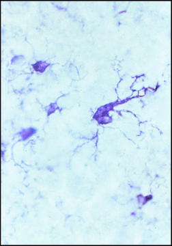 Anti-Ferritin, Human antibody produced in rabbit whole antiserum, liquid