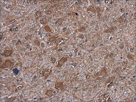 Monoclonal Anti-mTOR antibody produced in mouse clone GT649, affinity isolated antibody