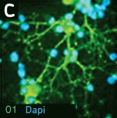 Neural Stem Cell Marker Characterization Kit The Neural Stem Cell Characterization Kit contains two molecular markers, Nestin &amp; Sox 2 that are frequently used to identify neural stem/progenitor cells.