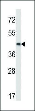 ANTI-MOUSE MAP2K5 (C-TERM) antibody produced in rabbit IgG fraction of antiserum, buffered aqueous solution