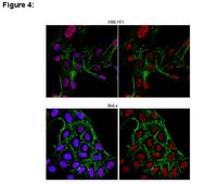 ChIPAb+ JHDM1B Antibody from rabbit, purified by affinity chromatography