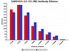 Anti-GADD45A (12-25) antibody produced in rabbit IgG fraction of antiserum, buffered aqueous solution