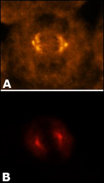Anti-&#947;-Tubulin (AK-15) antibody produced in rabbit IgG fraction of antiserum, buffered aqueous solution
