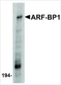 Anti-ARF-BP1 antibody produced in rabbit affinity isolated antibody, buffered aqueous solution