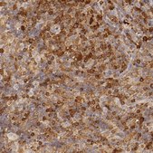 Anti-APOBEC3G antibody produced in rabbit Prestige Antibodies&#174; Powered by Atlas Antibodies, affinity isolated antibody, buffered aqueous glycerol solution