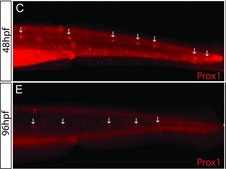 Anti-Prox 1 Antibody serum, Chemicon&#174;