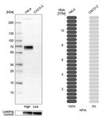 Anti-NFIA antibody produced in rabbit Prestige Antibodies&#174; Powered by Atlas Antibodies, affinity isolated antibody, buffered aqueous glycerol solution