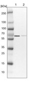Anti-PPP2R5D antibody produced in rabbit Prestige Antibodies&#174; Powered by Atlas Antibodies, affinity isolated antibody, buffered aqueous glycerol solution, ab2
