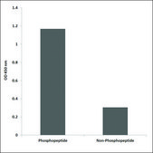 Anti-phospho-Nonvoltage-gated Sodium Channel 1 (pThr615) antibody produced in rabbit affinity isolated antibody