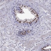 Anti-NKX3-1 Prestige Antibodies&#174; Powered by Atlas Antibodies, affinity isolated antibody