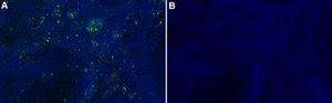 Anti-RelB Antibody, clone 1M14 ZooMAb&#174; Rabbit Monoclonal recombinant, expressed in HEK 293 cells