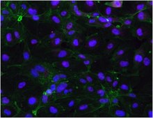 Sheep Anti-Rabbit IgG Antibody, Cy5 conjugate from sheep, CY5 conjugate