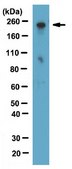 Anti-RNA polymerase II subunit B1 Antibody, clone 4F8 from rabbit, purified by affinity chromatography