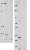 Anti-SFTPC Antibody from rabbit, purified by affinity chromatography
