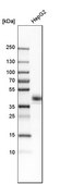 Anti-CXADR antibody produced in rabbit Prestige Antibodies® Powered by Atlas Antibodies, affinity isolated antibody, buffered aqueous glycerol solution