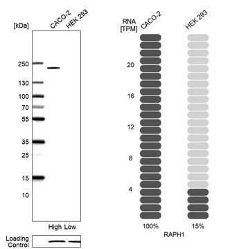 Anti-RAPH1 antibody produced in rabbit Prestige Antibodies&#174; Powered by Atlas Antibodies, affinity isolated antibody, buffered aqueous glycerol solution