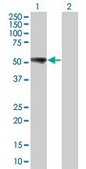 Monoclonal Anti-MAP2K7 antibody produced in mouse clone 6A4, purified immunoglobulin, buffered aqueous solution