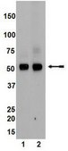 Anti-PTEN Antibody, clone 6H2.1 clone 6H2.1, Upstate&#174;, from mouse