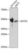Anti-GATA3 Antibody, clone 6V3Z4, Rabbit Monoclonal