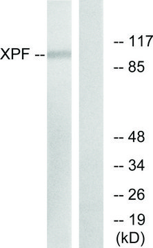 Anti-XPF antibody produced in rabbit affinity isolated antibody