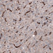 Monoclonal Anti-FCGRT antibody produced in mouse Prestige Antibodies&#174; Powered by Atlas Antibodies, clone CL3640, purified immunoglobulin, buffered aqueous solution