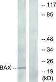 Anti-BAX antibody produced in rabbit affinity isolated antibody