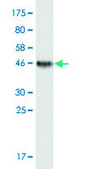 Monoclonal Anti-TNFRSF17 antibody produced in mouse clone 3H6, purified immunoglobulin, buffered aqueous solution