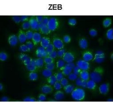 Anti-ZEB1 (N-terminal) antibody produced in rabbit affinity isolated antibody