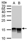 Monoclonal Anti-Histone H4K20me2 (dimethyl Lys20) antibody produced in mouse clone GT1851, affinity isolated antibody