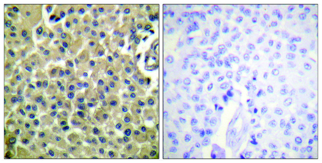 Anti-CD227 antibody produced in rabbit affinity isolated antibody
