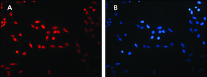 Anti-Sirt6 (C-terminal) antibody produced in rabbit ~1&#160;mg/mL, affinity isolated antibody, buffered aqueous solution
