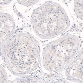 Monoclonal Anti-NANOG antibody produced in mouse Prestige Antibodies&#174; Powered by Atlas Antibodies, clone CL5810, purified immunoglobulin, buffered aqueous glycerol solution