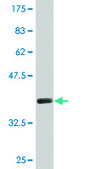 Monoclonal Anti-SLC12A1 antibody produced in mouse clone 4H4, purified immunoglobulin, buffered aqueous solution
