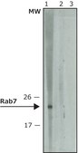 Anti-Rab7 antibody produced in rabbit affinity isolated antibody, buffered aqueous solution