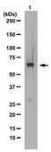 Anti-Smad4/DPC4 Antibody from rabbit, purified by affinity chromatography