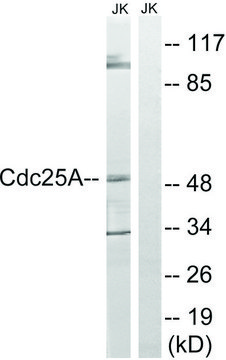 Anti-CDC25A antibody produced in rabbit affinity isolated antibody