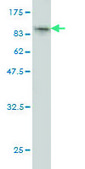 Monoclonal Anti-FLJ21908 antibody produced in mouse clone 1F2, purified immunoglobulin, buffered aqueous solution