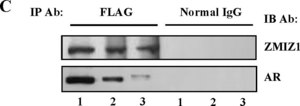 Anti-Androgen Receptor Antibody from rabbit, purified by affinity chromatography
