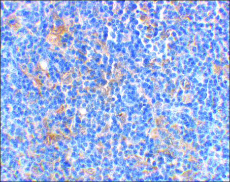 Anti-BAD antibody produced in rabbit IgG fraction of antiserum, buffered aqueous solution