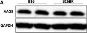 Monoclonal Anti-GAPDH&#8722;Peroxidase antibody produced in mouse clone GAPDH-71.1, purified immunoglobulin, buffered aqueous solution